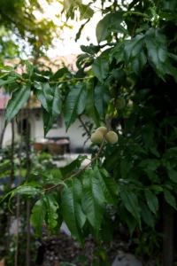 Vers ingezaaid gazon met aangelegde plantenborders